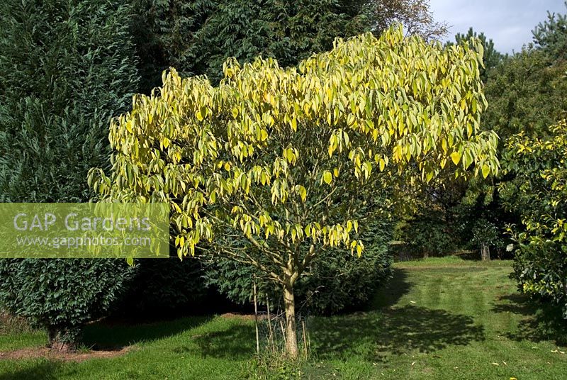 Broussonetia papyrifera - Paper Mulberry, The Quinta arboretum, Cheshire