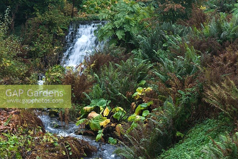 The Scrape Burn - a gushing stream with autumn colours at Dawyck Botanic Garden, Peebleshire, Scotland