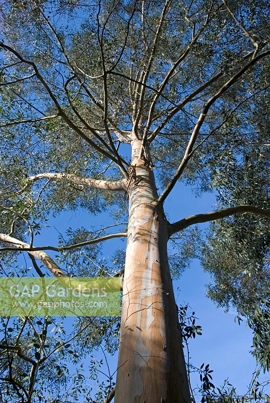 Eucalyptus archeri - Alpine Cider Gum at  the Quinta arboretum, Cheshire