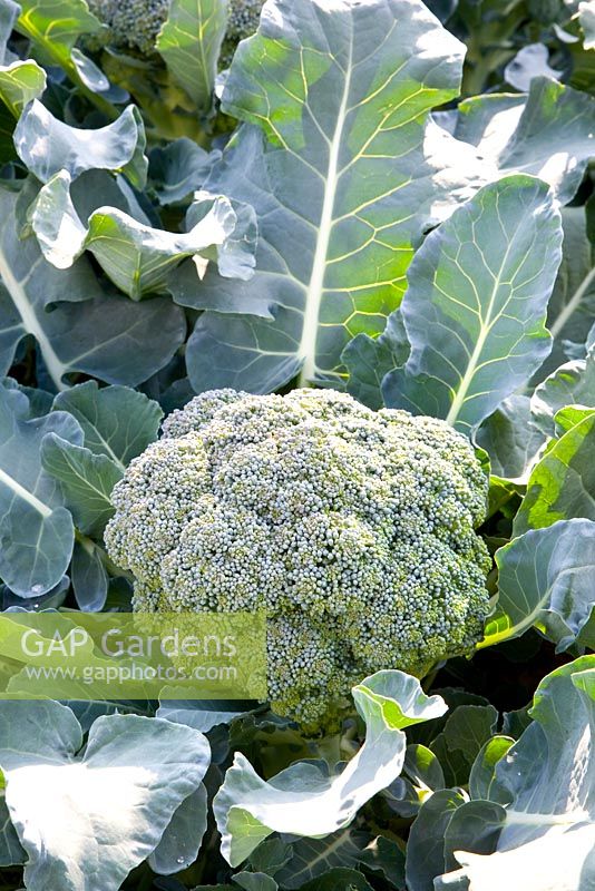 Calabrese 'Marathon' - Broccoli 