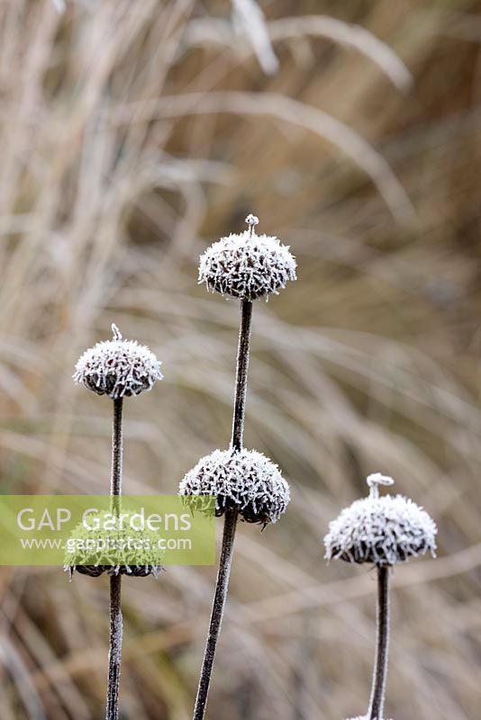 Phlomis russeliana with frost