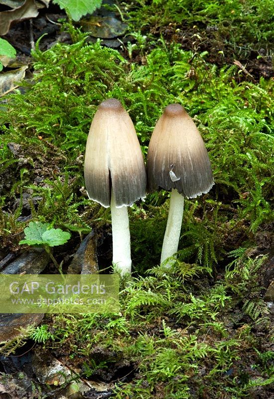 Coprinus impatiens found in leaf litter or soil in broad leaved woods - especially beech - Nap Wood Nature Reserve, East Sussex