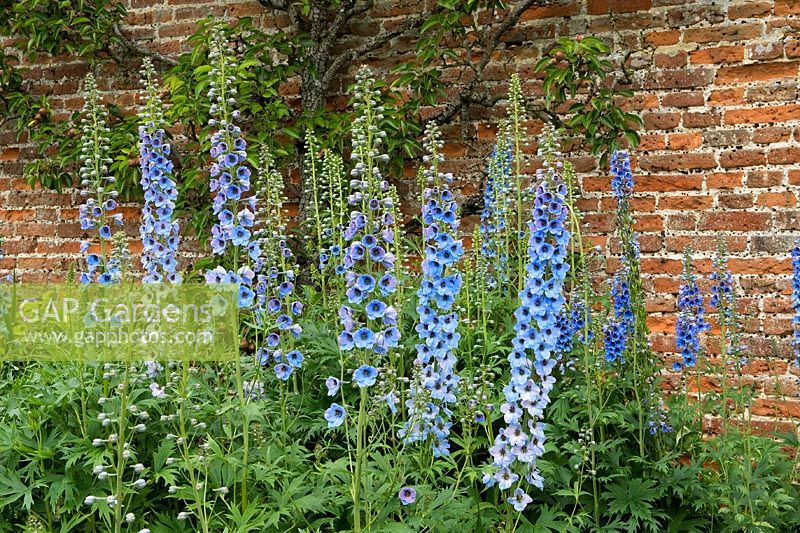 Delphiniums 'Blue Fountain' in a Norfolk garden in June.  This compact plant produces dense spikes of blue with dark eyes.