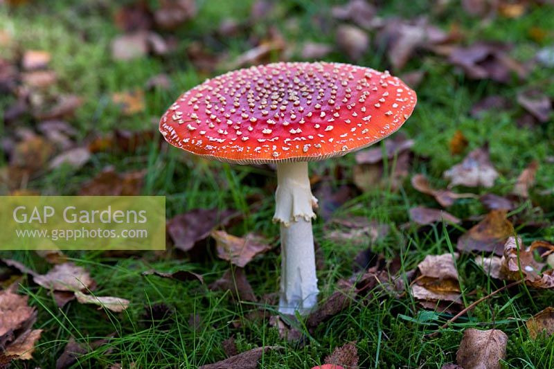 Amanita muscaria - Fly Agaric. Habitat with birch trees, common and poisonous
