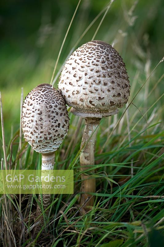 The Parasol develops from a spherical or egg-shape to a large flattened cap with numerous shaggy scales - Rare and very edible. Habitat of open woodland and pastures