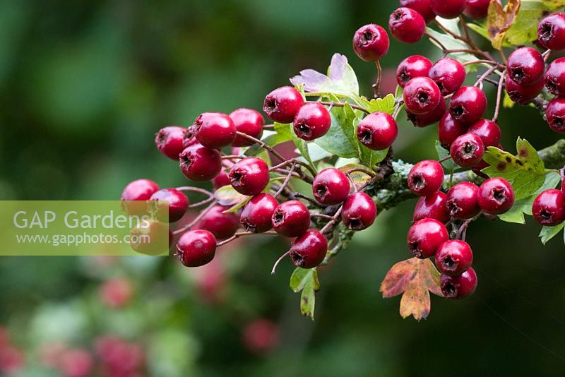 Crataegus monogyna - Hawthorn berries 