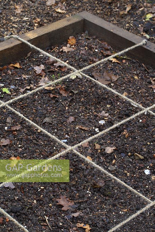 Square foot gardening - Bed marked out with string