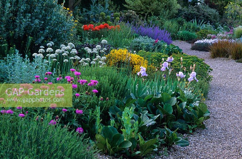 The dry Gravel Garden in late spring at Beth Chatto's Garden, Essex. Mixed planting of perennials, bulbs and shrubs including Centaurea, Bergenia, Papaver, Iris, Allium nigrum, Genista and Nepeta