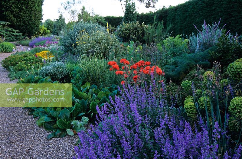 The dry Gravel Garden in late spring at Beth Chatto's Garden, Essex. Mixed planting of perennials and shrubs including Nepeta, Bergenia, Papaver, Euphorbia, Nectaroscordum, Genista and Buddleja alternifolia