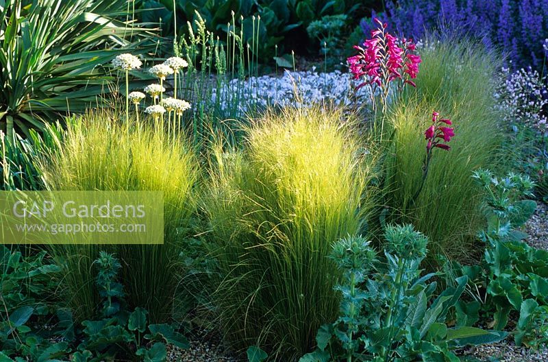 The dry Gravel Garden in late spring at Beth Chatto's Garden, Essex. Mixed planting of perennials, grasses and bulbs including Stipa tenuissima, Eryngium, Gladiolus communis subsp. byzantinus and Allium nigrum