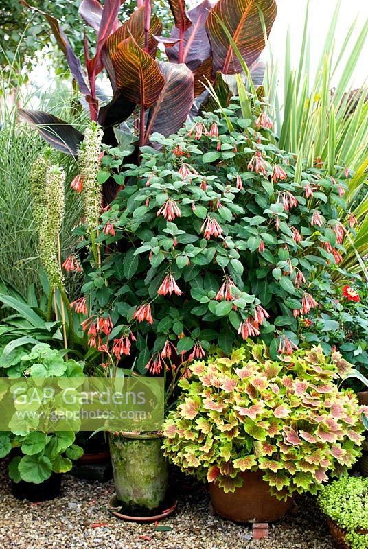 From back to front - Canna 'Durban', Phormium tenax variegata, Eucomis autumnalis, Fuchsia 'Karolle' Anigozonthos rufus, Pelargonium 'Vancouver Centennial'