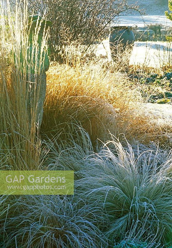 Frosty ornamental grasses including Stipa tenuissimia, Calamagrostis x acutiflora 'Overdam' and Carex comans 'Bronze' - Woodpeckers, Warwickshire NGS
 