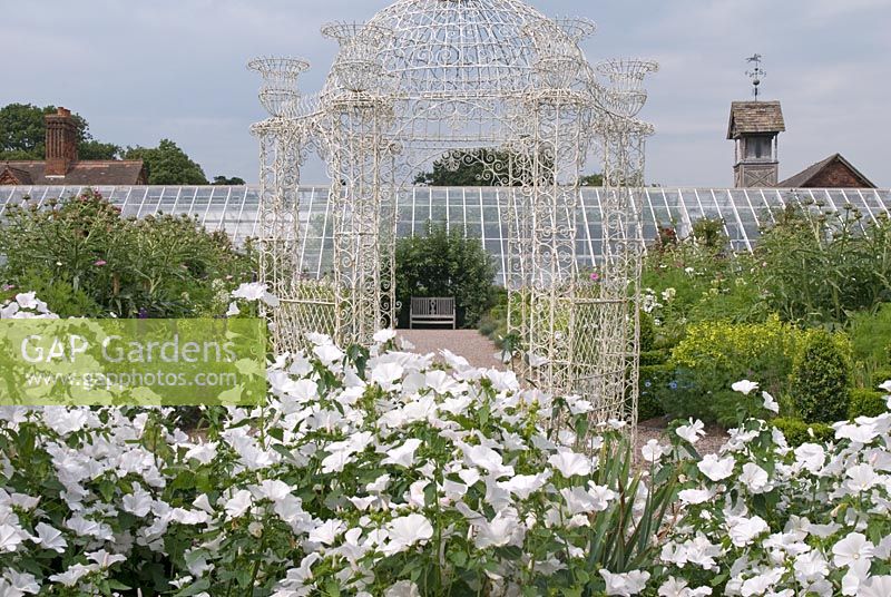Lavatera 'Mont Blanc' and white wirework arbour in The Kitchen Garden, Arley Hall and Gardens, Cheshire