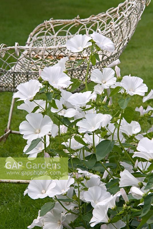 Lavatera 'Mont Blanc' and white wirework seat, Arley Hall and Gardens, Cheshire