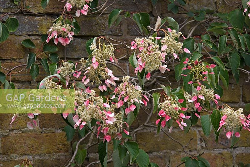 Schizophragma hydrangeoides 'Roseum' against a brick wall, Arley Hall and Gardens, Cheshire