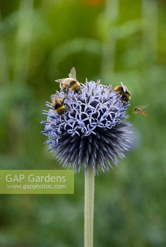 Echinops bannaticus 'Taplow Blue' with bees and hoverflies
