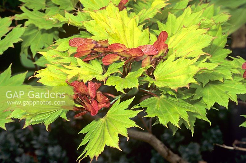 Acer japonicum Aureum - Deep red seedpods against the lemon yellow leaves