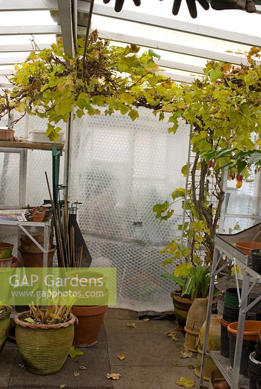 Grape vine in a greenhouse insulated from the cold with bubble wrap