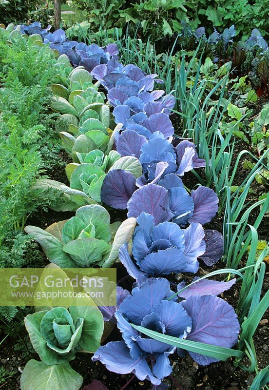 Kitchen garden with row of Brassica 'Rotacole' - Cabbages