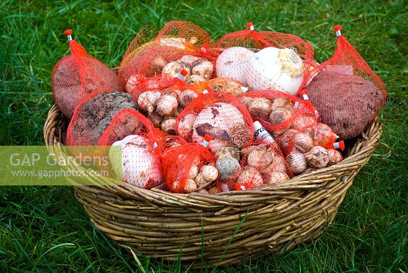 A range of spring bulbs in a basket on the lawn including Narcissus, Allium rosenbachianum, Allium 'Mont Blanc', Allium neopolitanum, Cyclamen, Muscari and Puschkinia libanotica