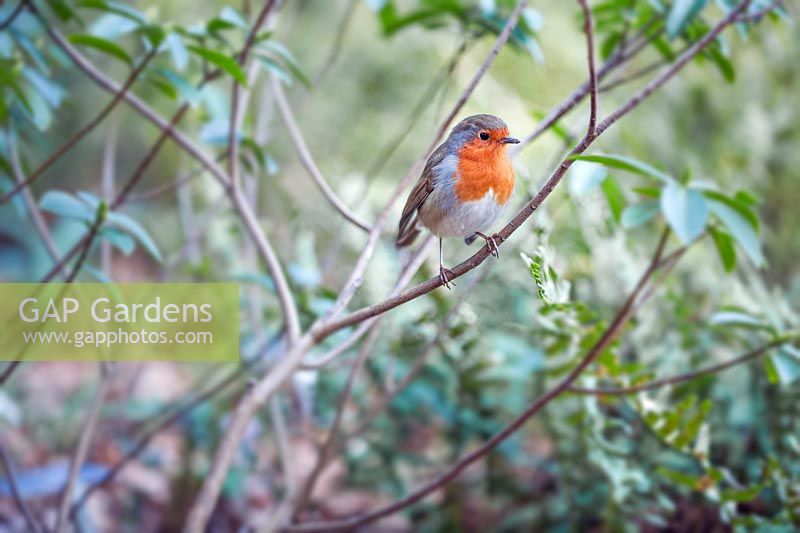 Robin perched on a tree branch
