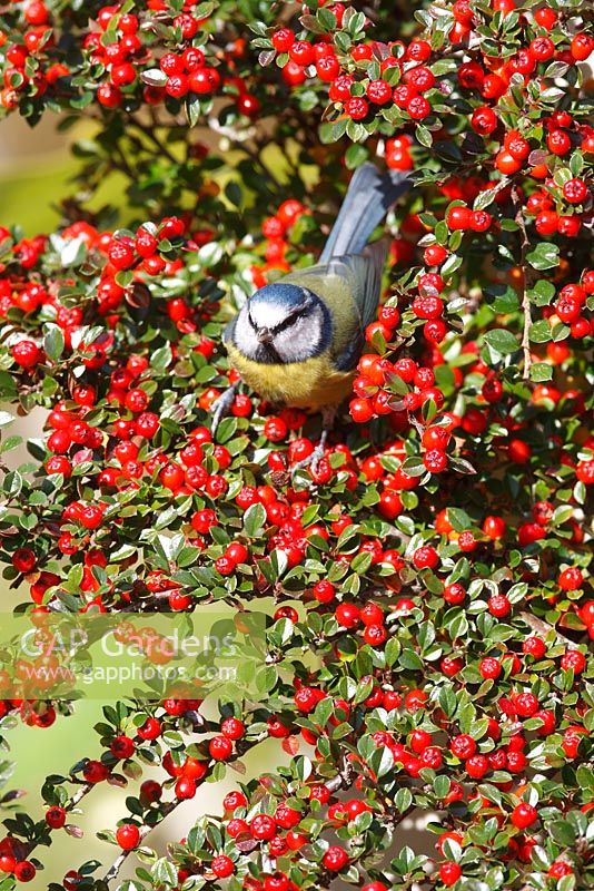 Blue tit perching in Cotoneaster