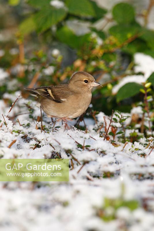 Fringilla coelebs - Female chaffinch perching on snow covered hedge