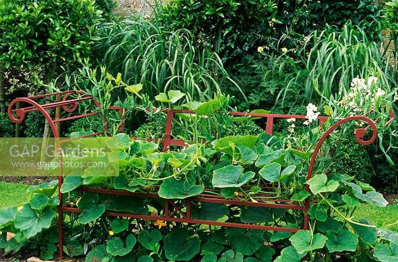 Decorative wrought iron bench supports gourd plants and Lathyrus latifolius 'White Pearl' - Yews Farm, Martock, Somerset