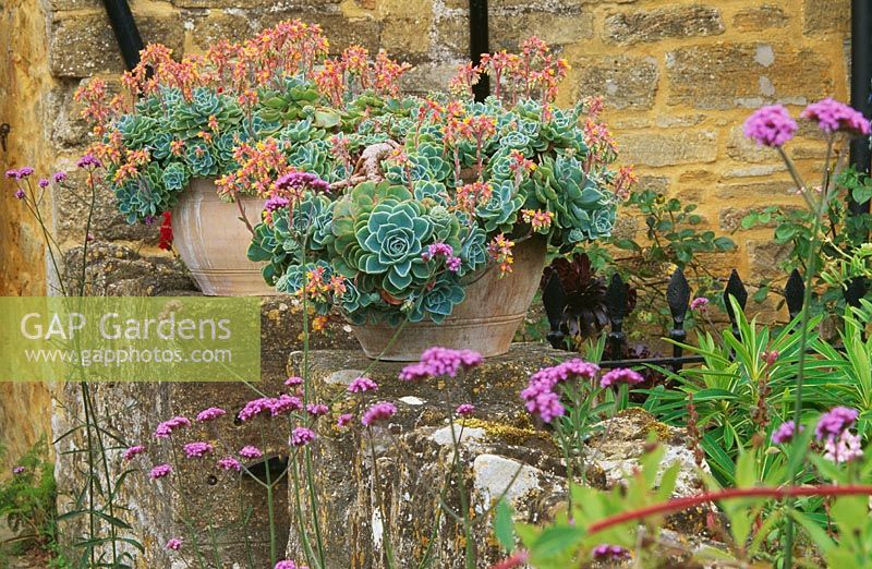 Pots of plump Echeveria elegans on the gate posts with self seeded Verbena bonariensis in the foreground - Yews Farm, Martock, Somerset
