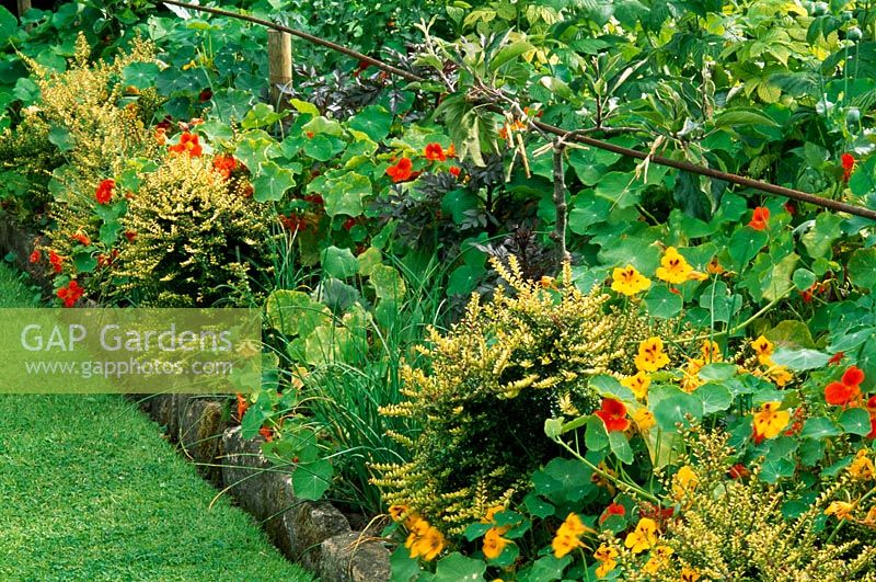 Narrow border edging vegetable patch with Lonicera 'Baggesen's Gold', chives, Nasturtiums and dark leaved Dahlias - Yews Farm, East Street, Martock, Somerset