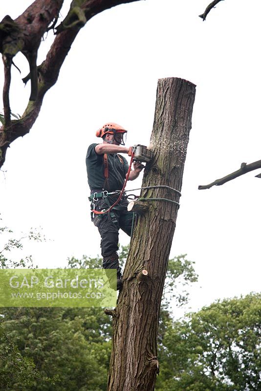 Tree surgeon with a chainsaw working up a crack Willow, Salix fragilis