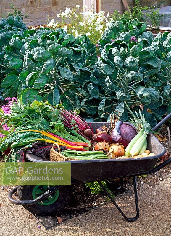 Wheelbarrow loaded with freshly picked produce. Chard 'Bright Lights', Beetroot 'Bolthardy', Runner Beans 'White Lady', Onions 'Radar' and 'New Fen Globe', Sweetcorn, Red Cabbage, Celery. Behind Brussel Sprouts - The walled garden at Haddon Lake House
