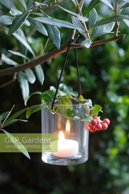 Candle holder decorated with Vinca minor foliage and Cotoneaster berries hanging in olive tree