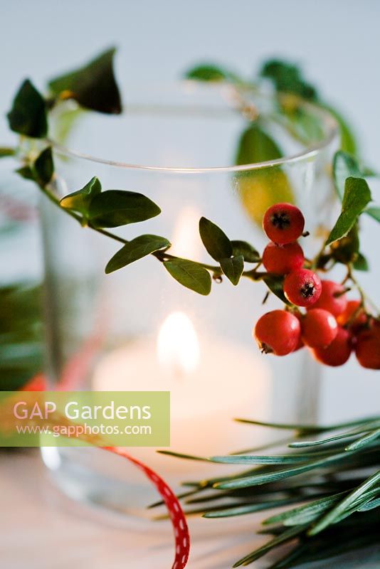 Christmas candle decorated with Vinca minor foliage and Cotoneaster berries