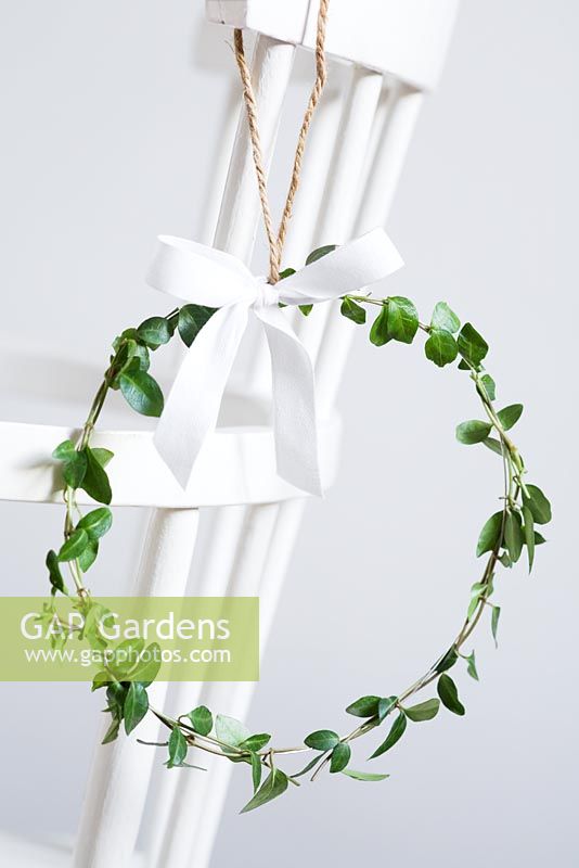 Simple Christmas wreath made of Vinca minor foliage with white ribbon