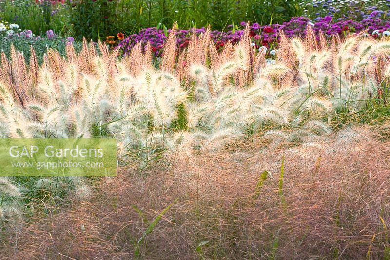 Mixed bed of ornamental grasses - Pennisetum villosum nemira, Pennisetum setaceum 'Pegasus' and Panicum 'Fountain' 