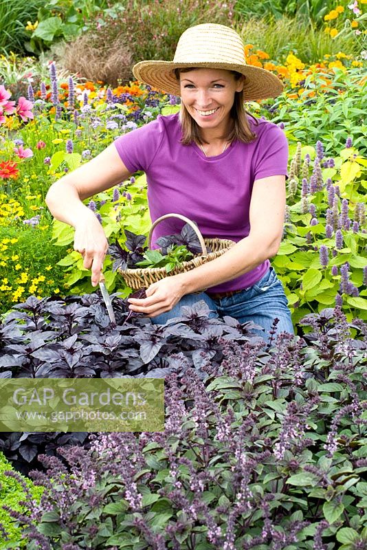 Woman collecting herbs - Ocimum basilicum 'Chianti' and Ocimum basilicum 'Cino' 
