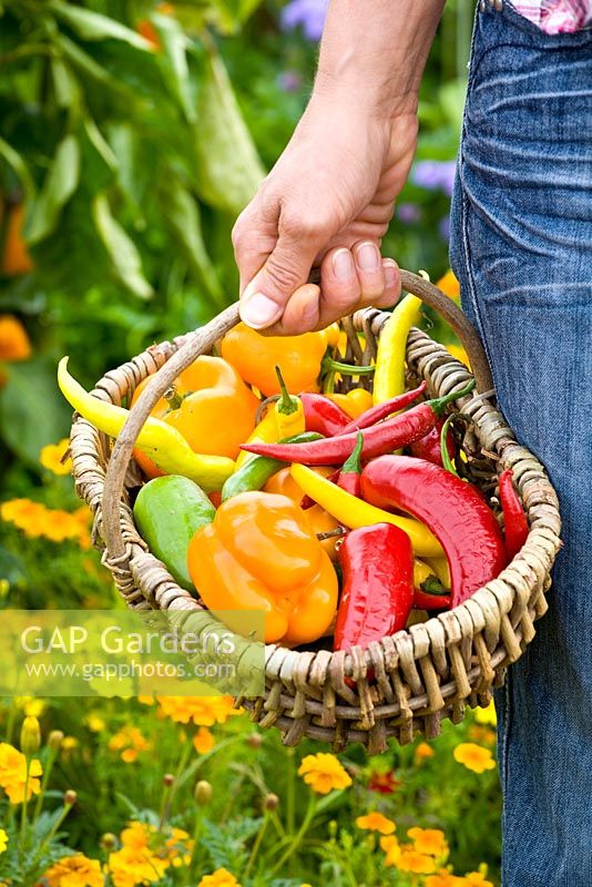 Peppers and chillies in basket - Capsicum 'Picnic', 'Mohawk', 'Fireflame','Kekova' and 'Jala Peno' 