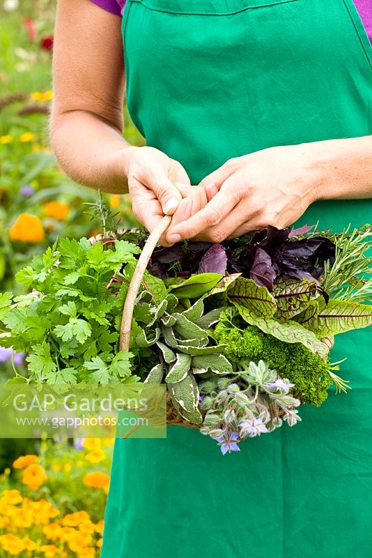 Woman holding basket of freshly picked herbs