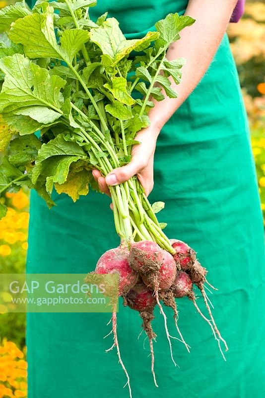 Woman holding bunch of freshly harvested radishes 'Rudi'