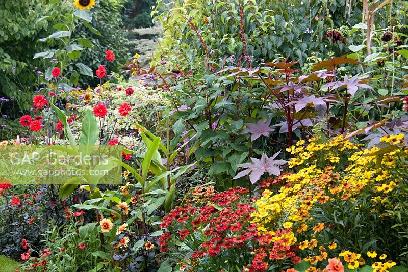 Hot border with Dahlias, Salvias and Heleniums at Astley Towne House, Worcestershire