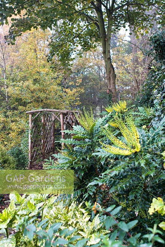 Mahonia x media 'Charity' in woodland garden - Honeybrook House Cottage, Worcestershire