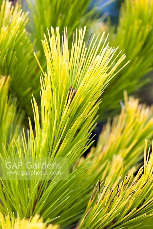 Pinus radiata 'Aurea'