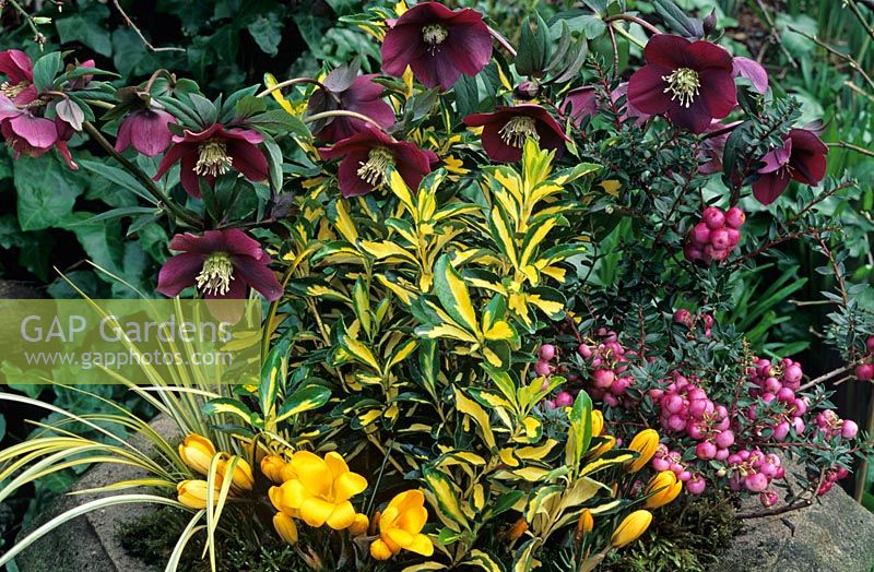 Purple, pink and yellow tones for winter and early spring in a stone font with Helleborus orientalis with Euonymus japonicus 'Aureus', Gaultheria mucronata, Acorus 'Ogon' and Crocus x luteus 'Golden Yellow' 