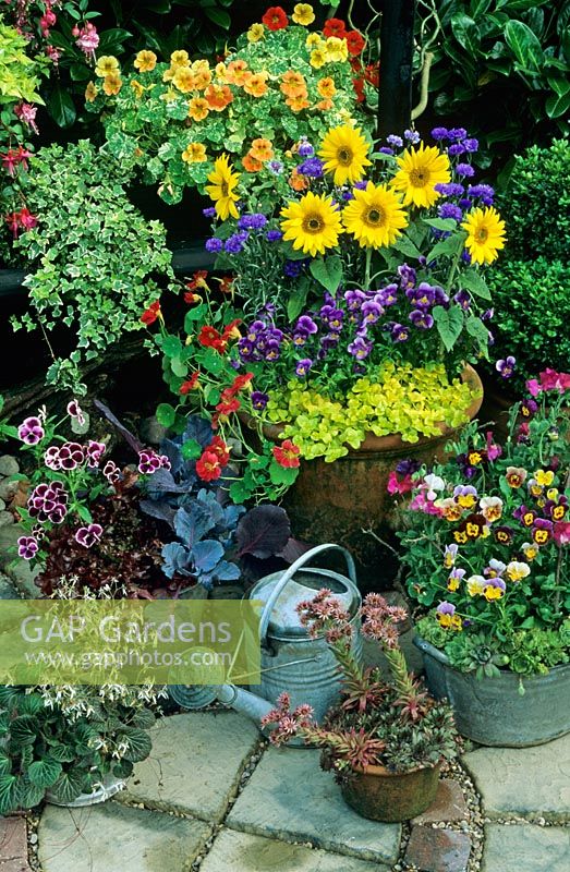 Cottage garden style containers displayed on a circular patio including cornflowers, dwarf sweet peas, violas, dwarf sunflowers, nasturtiums, lettuce and red cabbage, houseleeks, creeping jenny and mother of thousands