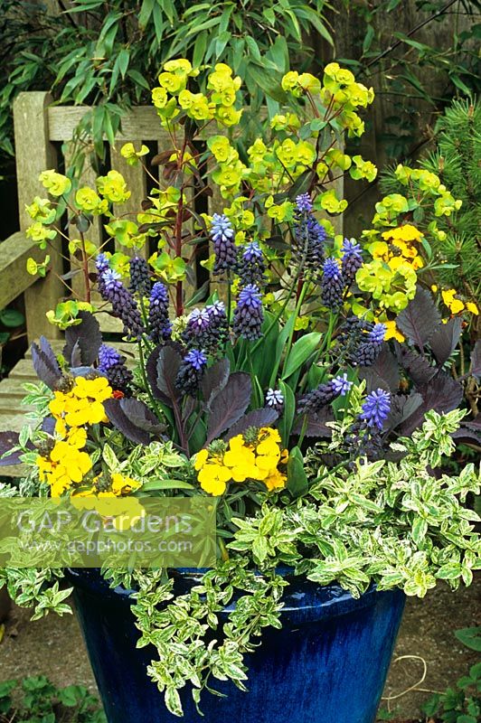 Unusual plants for the spring in a blue glazed container. Red cabbage with Muscari latifolium, Erysimum 'Walberton's Fragrant Sunshine', Euonymus fortunei 'Harlequin' and Euphorbia amygdaloides 'Purpurea'