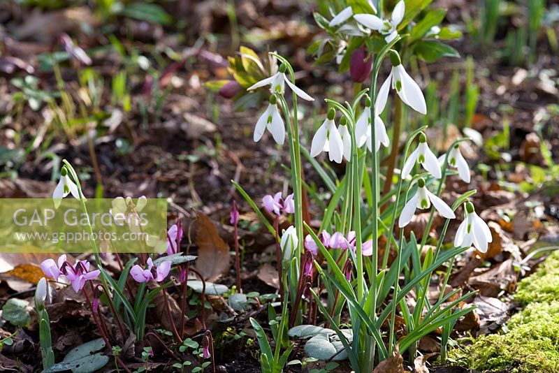Galanthus 'Atkinsii' in shady wooded area with other early spring bulbs
