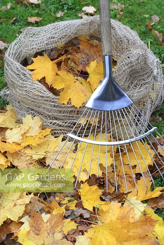 Autumn leaves with rake and biodegradable jute leaf sack - Sacks are left for a year to break down and produce leaf mold