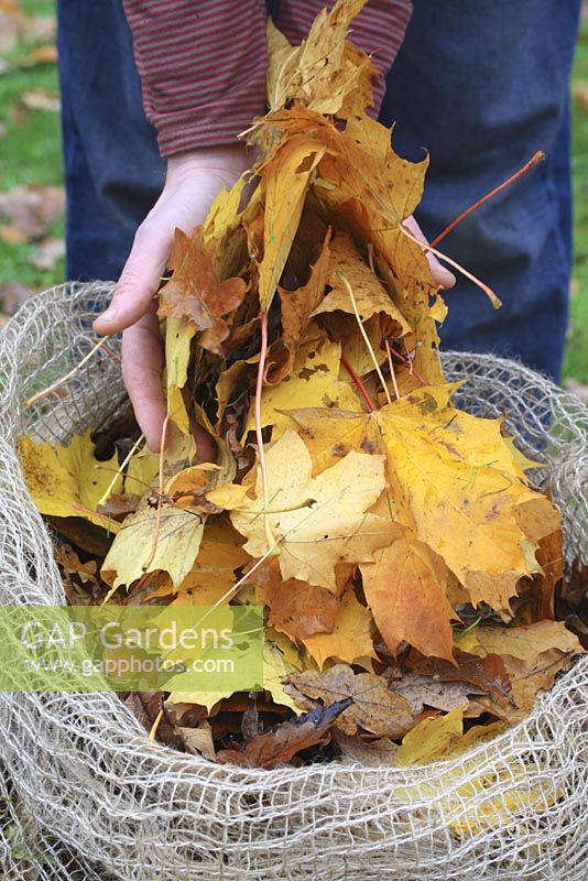 Autumn leaves being put into biodegradable jute leaf sack - Sacks are left for a year to break down and produce leaf mold