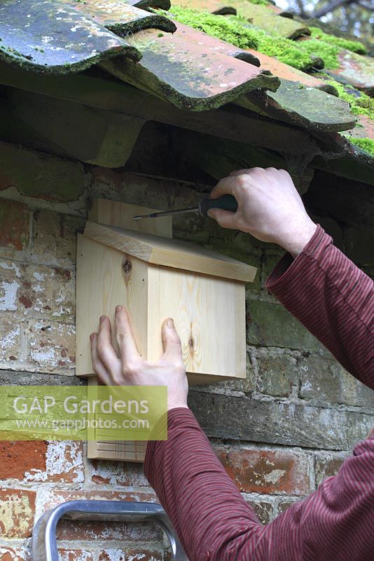 Step by step 6 of making a bat box from a single length of timber - Fixing bat box to wall beneath eaves. Boxes should be mounted in a tree or garden wall at a height of between 2.5 to 5 metres